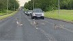 Geese and Goslings Make a Crossing