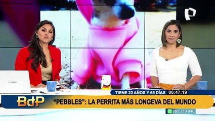 Tiene 22 años y todavía ladra: Conozca a la perrita más longeva del mundo