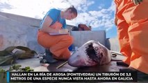 Hallan en la ría de Arosa (Pontevedra) un tiburón de 3,5 metros de una especie nunca vista hasta ahora en Galicia