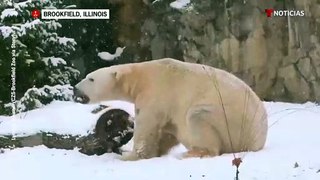 Estos animales disfrutan de la nieve en medio de la temporada invernal   Noticias