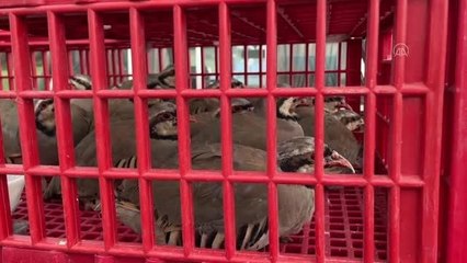 Süneyle mücadele amacıyla doğaya bin keklik salındı