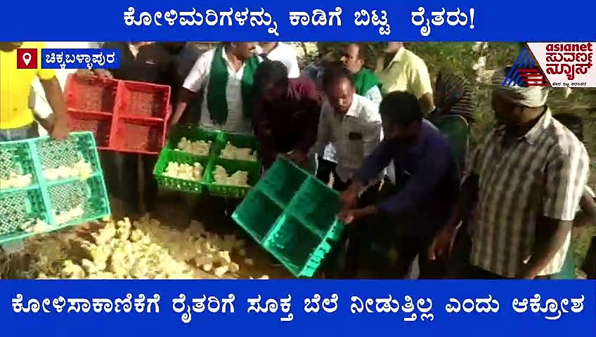 ಕೋಳಿಮರಿಗಳನ್ನು ಕಾಡಿಗೆ ಬಿಟ್ಟ ರೈತರು, ತೆಗೆದುಕೊಳ್ಳಲು ಮುಗಿಬಿದ್ದ ಜನ!