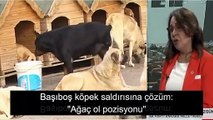 AK Partili vekilden ilginç 'köpek saldırısı' önerisi: Ağaç olun, içinizden 60'a kadar sayın