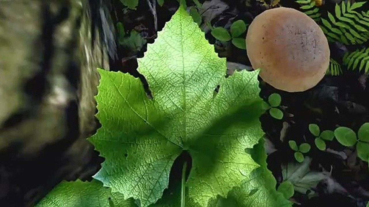 Realistic Forest - Teaser-Trailer zur Modifikation mit der CryENGINE 2