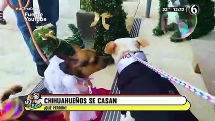 ¡Amor es amor! Perritos chihuahuas se casan y les realizan curiosa ceremonia