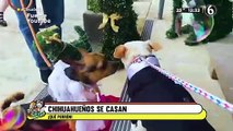 ¡Amor es amor! Perritos chihuahuas se casan y les realizan curiosa ceremonia
