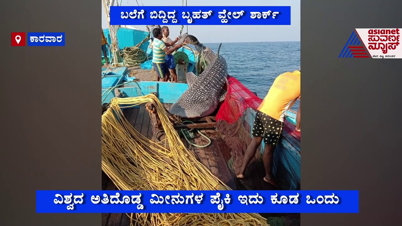 ಬಲೆಗೆ ಬಿತ್ತು ಬೃಹತ್ ವೇಲ್ ಶಾರ್ಕ್, ಇದರ ವಿಶೇಷತೆ ಏನ್ಗೊತ್ತಾ..?