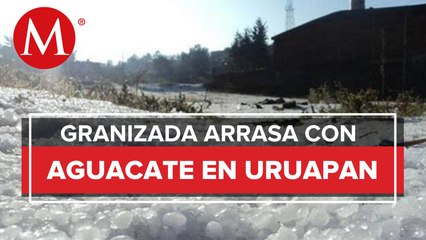 Granizo afecta más de 2 mil hectáreas de aguacate en Michoacán