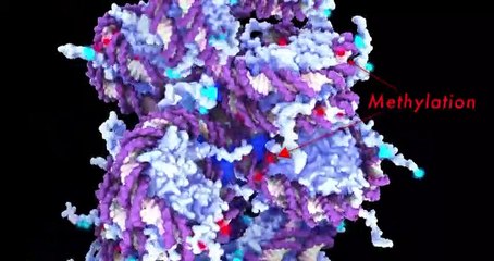 How to Slow Aging (and even reverse it)