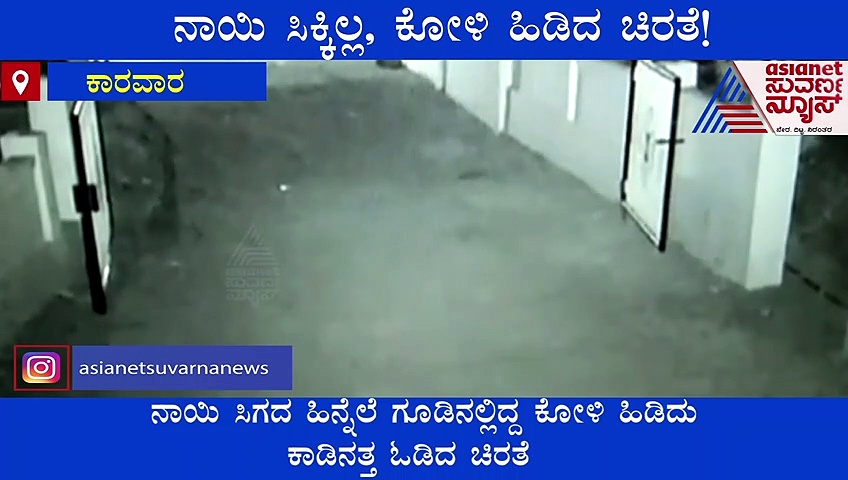 ನಾಯಿ ಹಿಡಿಯಲು ಬಂದ ಚಿರತೆ, ಕೋಳಿ ಹಿಡ್ಕೊಂಡು ಹೋಯ್ತು..!