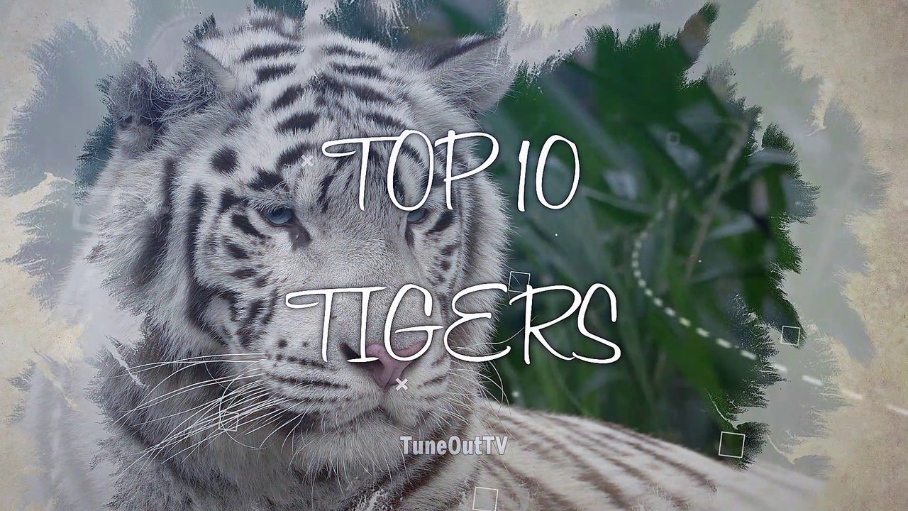 Top 10 Beautiful Tiger Compilation