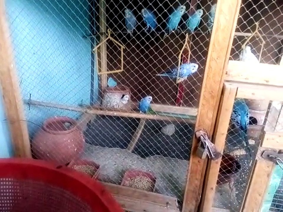 BEAUTIFUL BIRDS