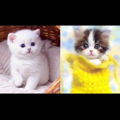 Best Funny Animal Videos 2022 - Funniest Dogs And Cats Videos Compilation 2022