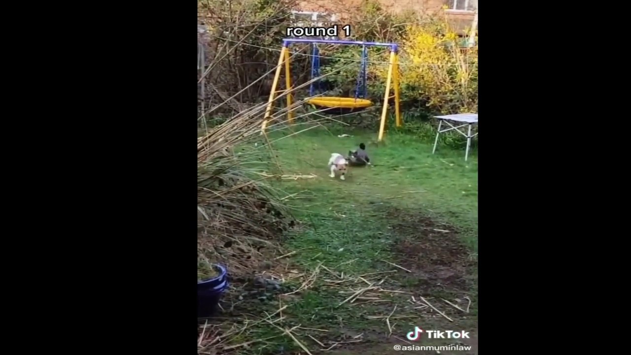 Funny Vidio