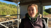 Dairy Industry under threat with Qld farmers selling up
