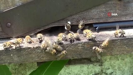 'Arı sütü' servet değerinde: Kilogramı 15 bin TL