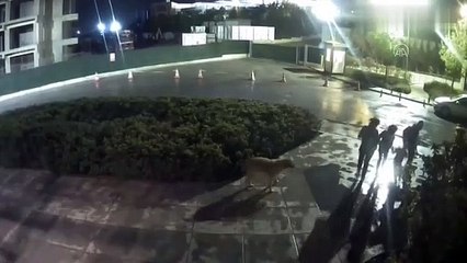 Kızını korumak isteyen anneye pitbull feci şekilde saldırdı! Başıboş it seviciler buna ne kılıf uyduracak?