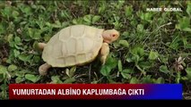 Yumurtadan albino kaplumbağa çıktı