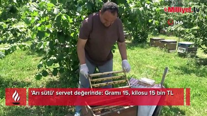 'Arı sütü' servet değerinde: Gramı 15, kilosu 15 bin TL