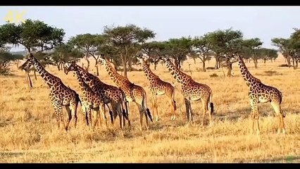Africa Wild Animal's in Nature 4K Ultra HD