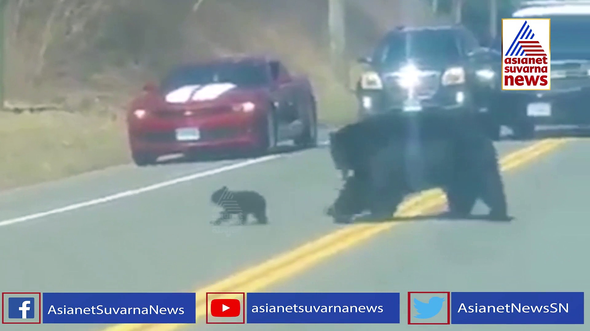 ಮರಿ ಜೊತೆ ರಸ್ತೆ ದಾಟಲು ಹರಸಾಹಸ ಪಟ್ಟ ತಾಯಿ ಕರಡಿ: ವಿಡೀಯೋ ವೈರಲ್!