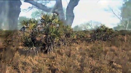 African Lions National Geographic Documentary