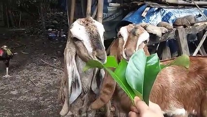 Ngasih Makan Anak Kambing Lucu