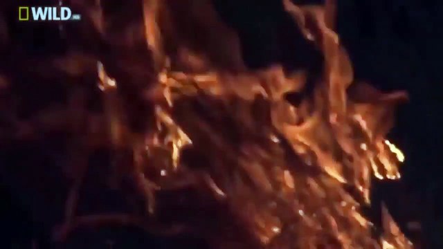 National Geographic Hyenas Hunt Buffalo BBC Documentary