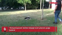 'Yürüyemeyecek' denilen köpeği kredi çekerek ayağa kaldırdı