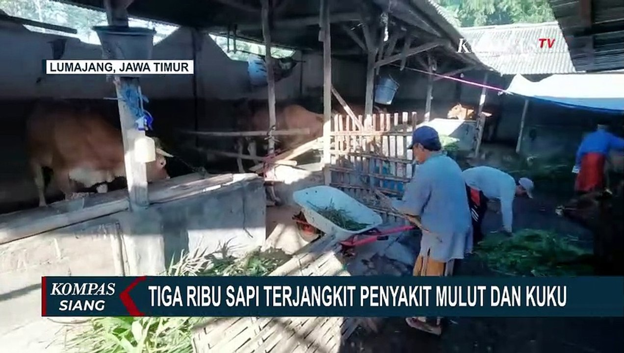 Kasus Bertambah, 3.000 Ekor Sapi di Lumajang Terjangkit Wabah PMK
