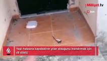 Yaşlı halasına kapıdakinin yılan olduğunu inandırmak için dil döktü