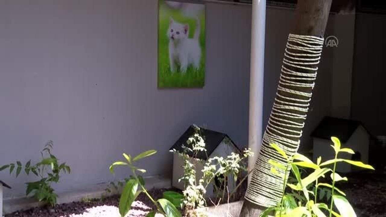 Ankara Adliyesinde sahipsiz hayvanlar için "kedi sokağı" ve "köpek sitesi" inşa edildi