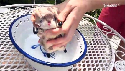 Morning Musume '17 Dvd Magazine Vol.99-1