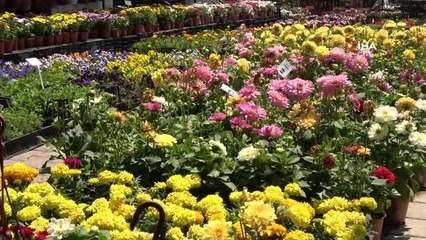 Pandemi döneminde bitkilere artan ilgi azaldı