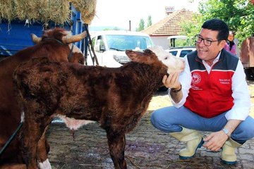 Türkiye'ye örnek proje: 'Buzağım doğdu' ihbar hattı