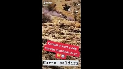 Kurt ve kangal dağlık alanda karşı karşıya geldi!  Kurdun direnişi izleyenleri mest etti