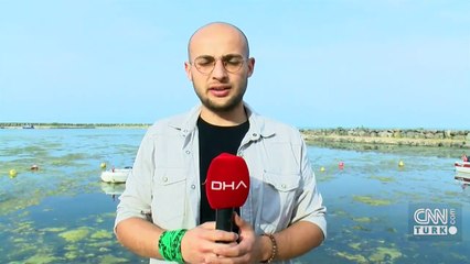 Kurupelit Yat Limanı yosunla kaplandı