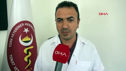 Havalar ısınınca ortaya çıktılar: Büyük tehlike saçıyorlar! Yerleşim yerlerinde görüldü