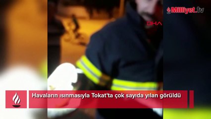 Havaların ısınmasıyla Tokat'ta çok sayıda yılan görüldü