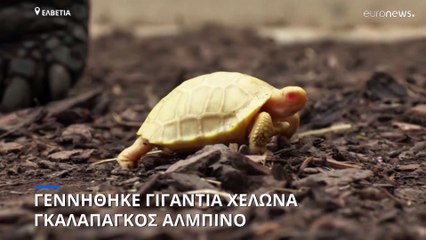 Βίντεο: Χελώνα αλμπίνο αφήνει άφωνους τους εργαζόμενους σε ζωολογικό κήπο