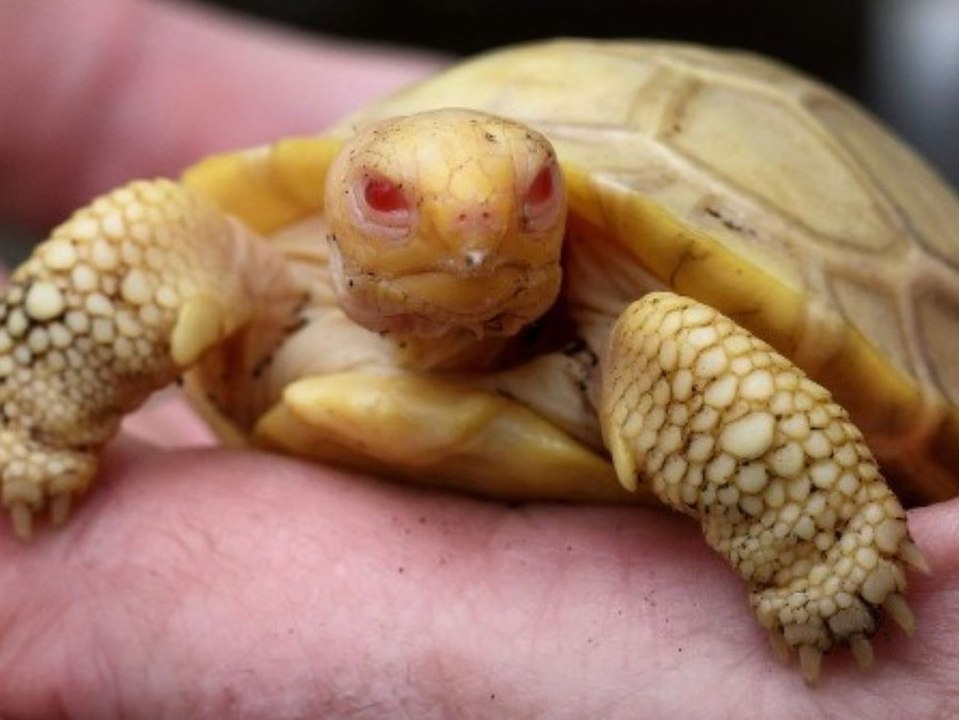 So süß ist das erste Albino-Exemplar einer Galapagos-Riesenschildkröte