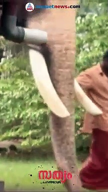 തെച്ചിക്കോട്ടുകാവ് രാമചന്ദ്രൻ വീണ്ടും തിടമ്പേറ്റി,ആരാണ് ജയിച്ചത്?