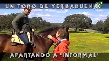 Toros de Yerbabuena_ enfundar  pitones al toro burraco Informal _ Toros desde Andalucía-