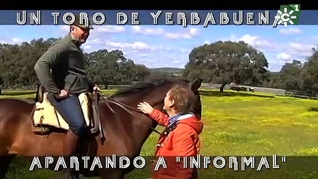 Toros de Yerbabuena_ enfundar pitones al toro burraco Informal _ Toros desde Andalucía-