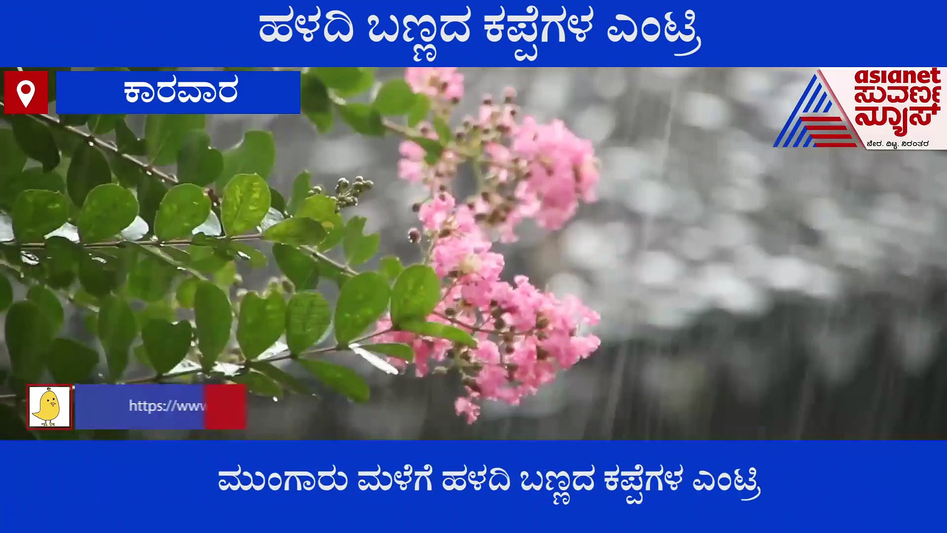 ಮುಂಗಾರು ಆರಂಭ: ಸಂಗಾತಿಯನ್ನು ಆಕರ್ಷಿಸಲು ಹಳದಿ ಬಣ್ಣ ಪಡೆದ ಗಂಡು ಕಪ್ಪೆಗಳು