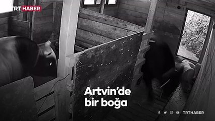 Artvin'de boğa sahibine saldırdı: O anlar kamerada
