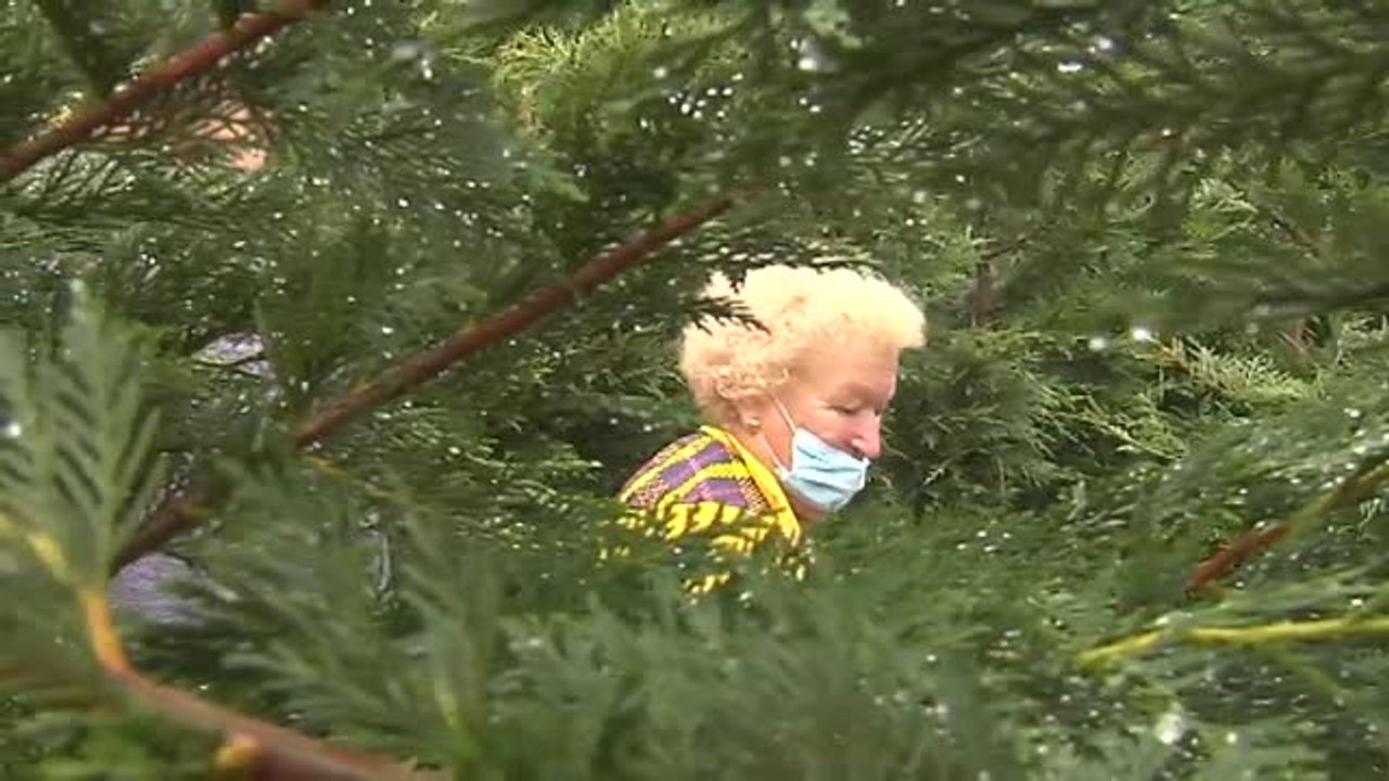 El laberinto de Breogán abre sus misterios a los valientes con 2.300 metros de pasillos vegetales