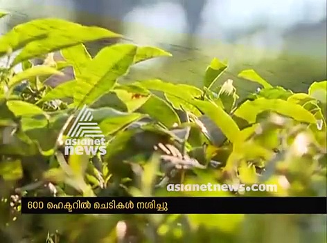 മൂന്നാറിലെ മഞ്ഞുകാലം സഞ്ചാരിക്ക്് കാഴ്ച്ചയാകുമ്പോള്‍ ഇത് തോട്ടം മേഖലയ്ക്ക് കണ്ണീരാണ്