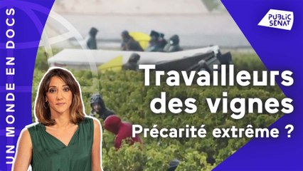 Travailleurs des vignes : précarité extrême