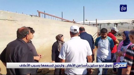 نفوق نحو ستين رأسا من الأبقار.. وترجيح تسممها بسبب الأعلاف